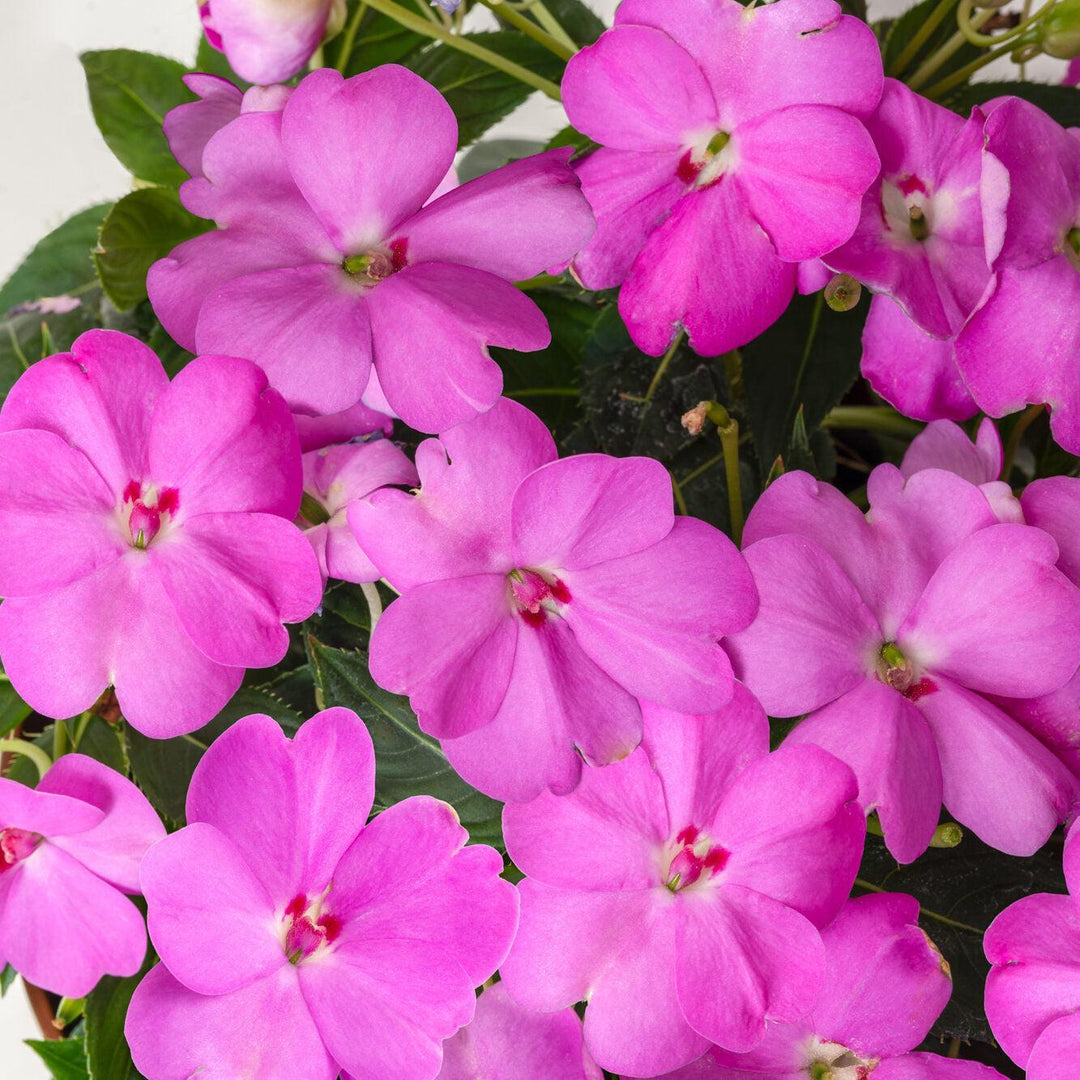 Impatiens x hybrida 'SAKIMP075' ~ SunPatiens® Compact Lavender Impatiens-ServeScape