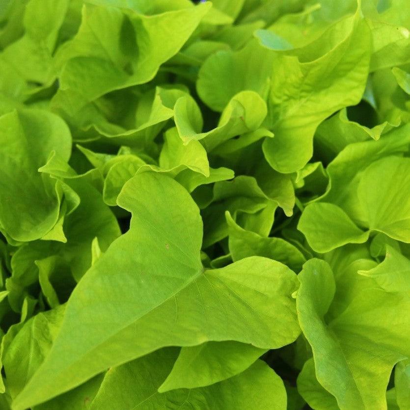 Ipomoea batatas ‘FloraMia Limon Wedge’ ~ FloraMia Limon Wedge Sweet Potato-ServeScape