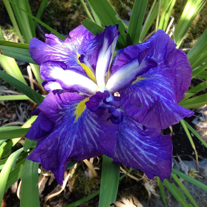 Iris ensata 'Electric Rays' ~ Electric Rays Japanese Iris-ServeScape
