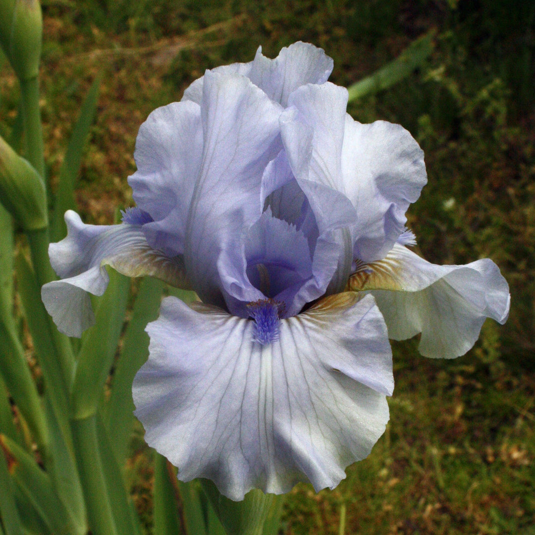 Iris germanica 'August Treat' ~ August Treat Bearded Iris-ServeScape