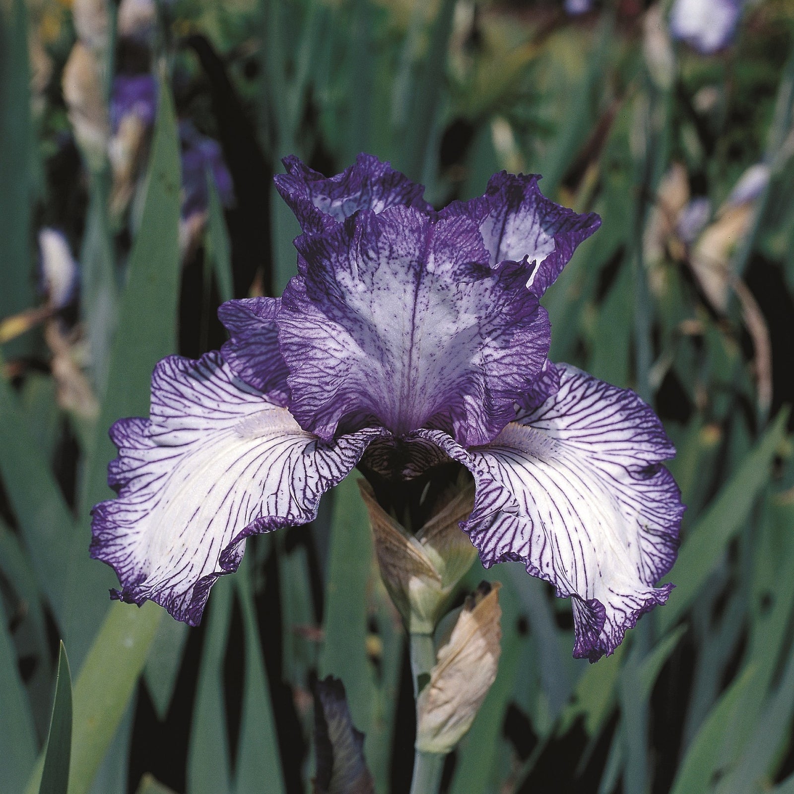 Iris germanica 'Autumn Circus' ~ Autumn Circus Bearded Iris-ServeScape