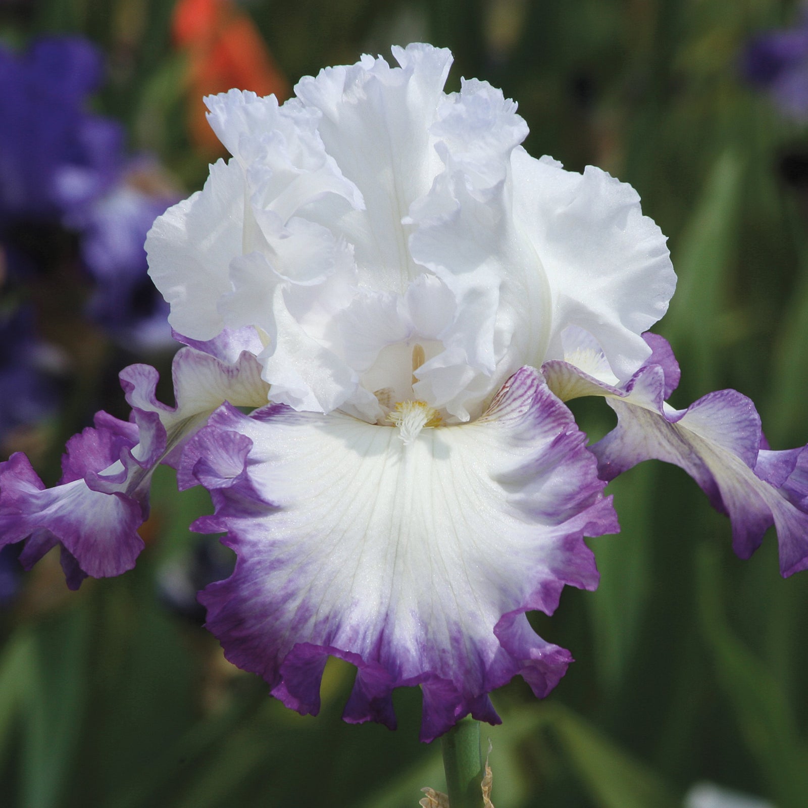 Iris germanica 'Center Ice' ~ Center Ice Bearded Iris-ServeScape