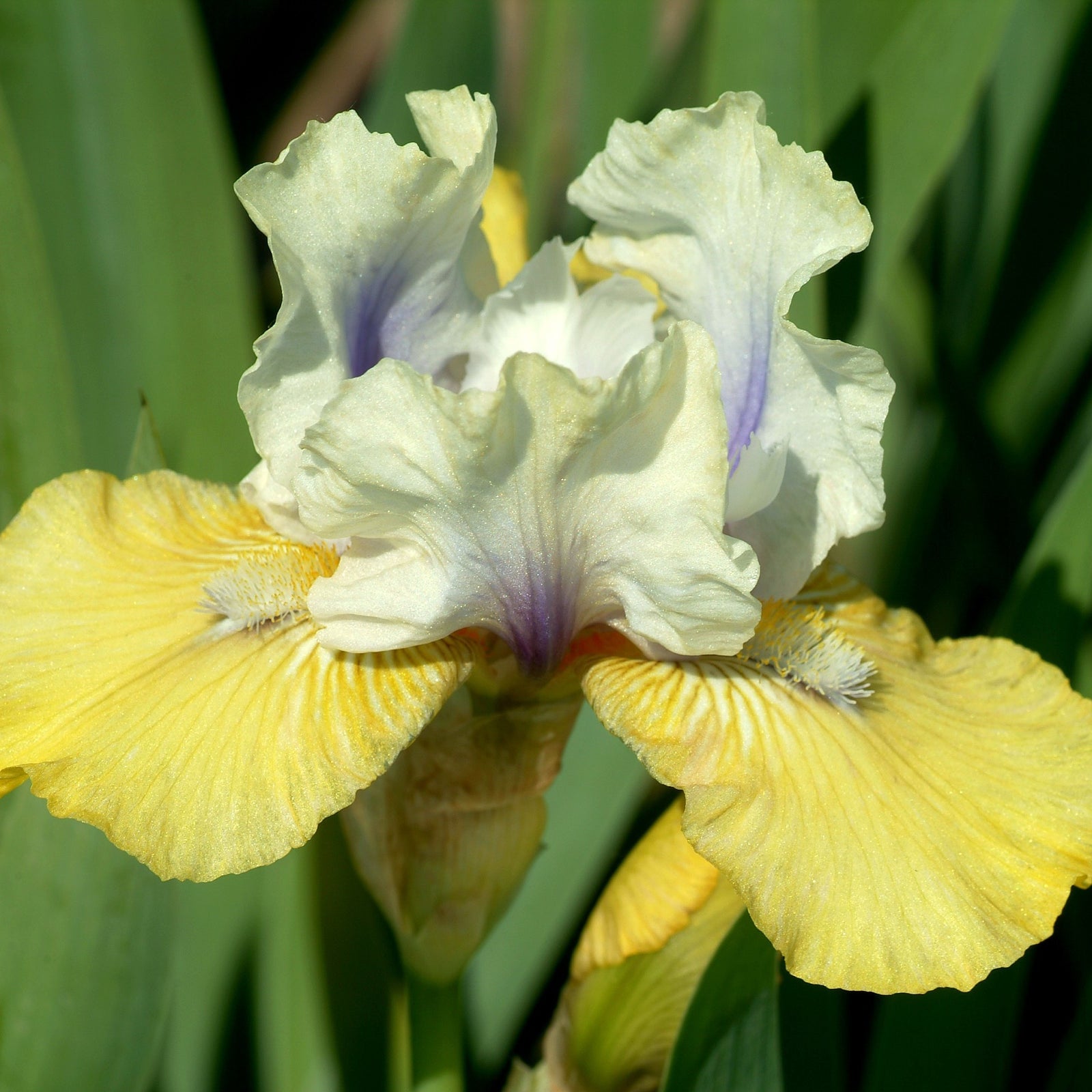 Iris germanica 'Double Your Fun' ~ Double Your Fun Bearded Iris-ServeScape