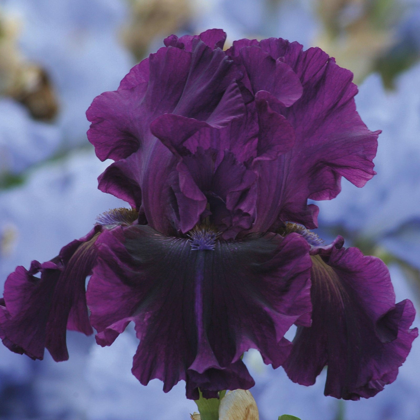 Iris germanica 'For Veronica' ~ For Veronica Bearded Iris-ServeScape