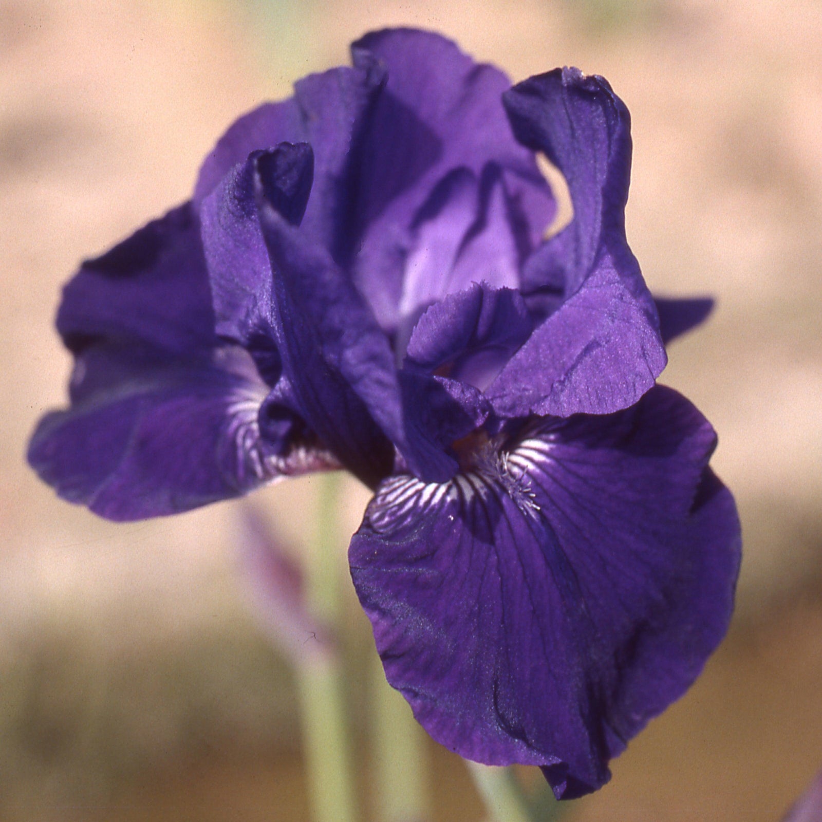 Iris germanica 'Halston' ~ Halston Bearded Iris-ServeScape