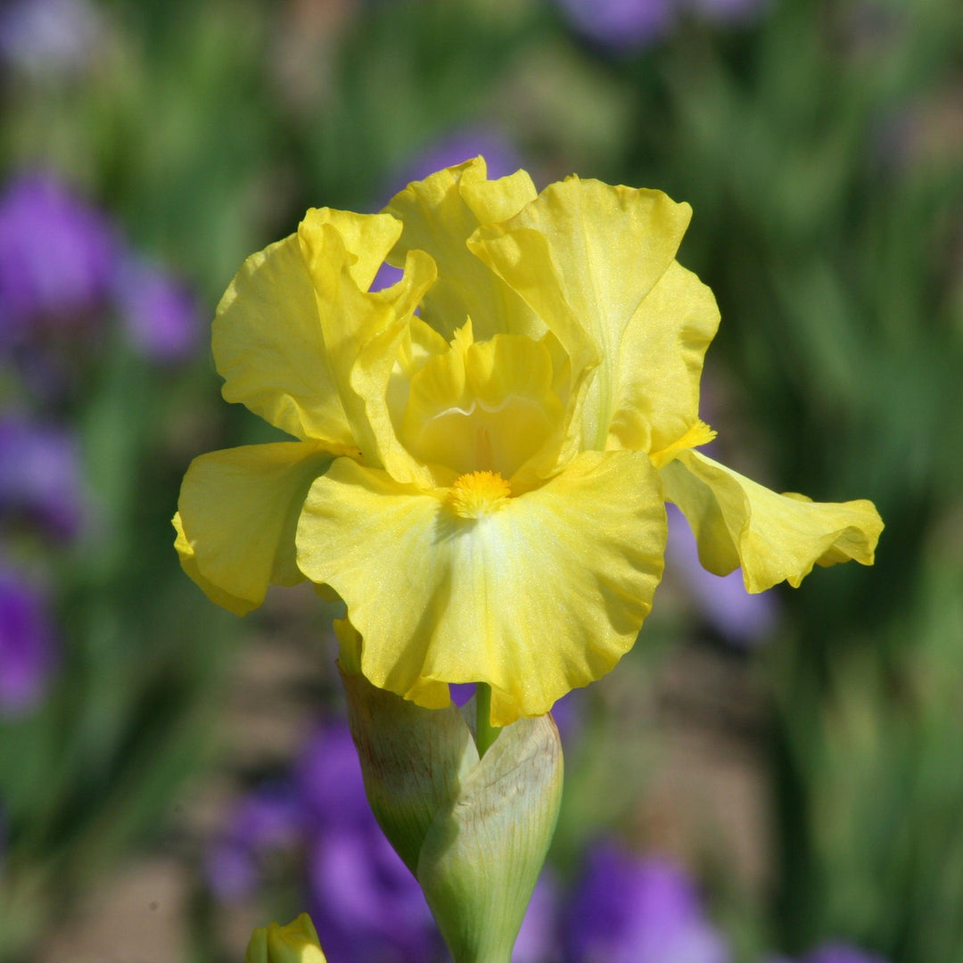 Iris germanica 'Limonada' ~ Limonada Bearded Iris-ServeScape