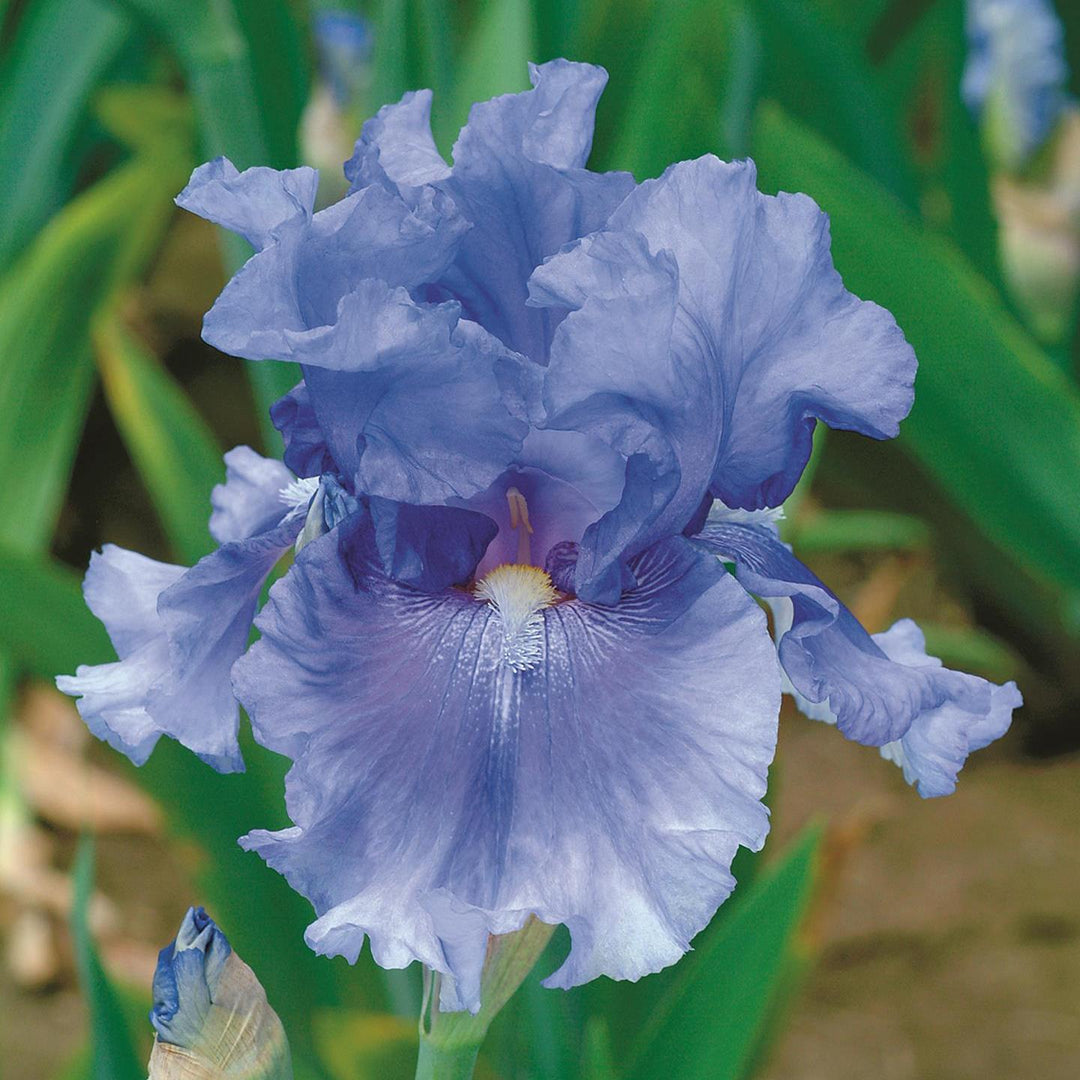 Iris germanica 'No Count Blues' ~ No Count Blues Bearded Iris-ServeScape