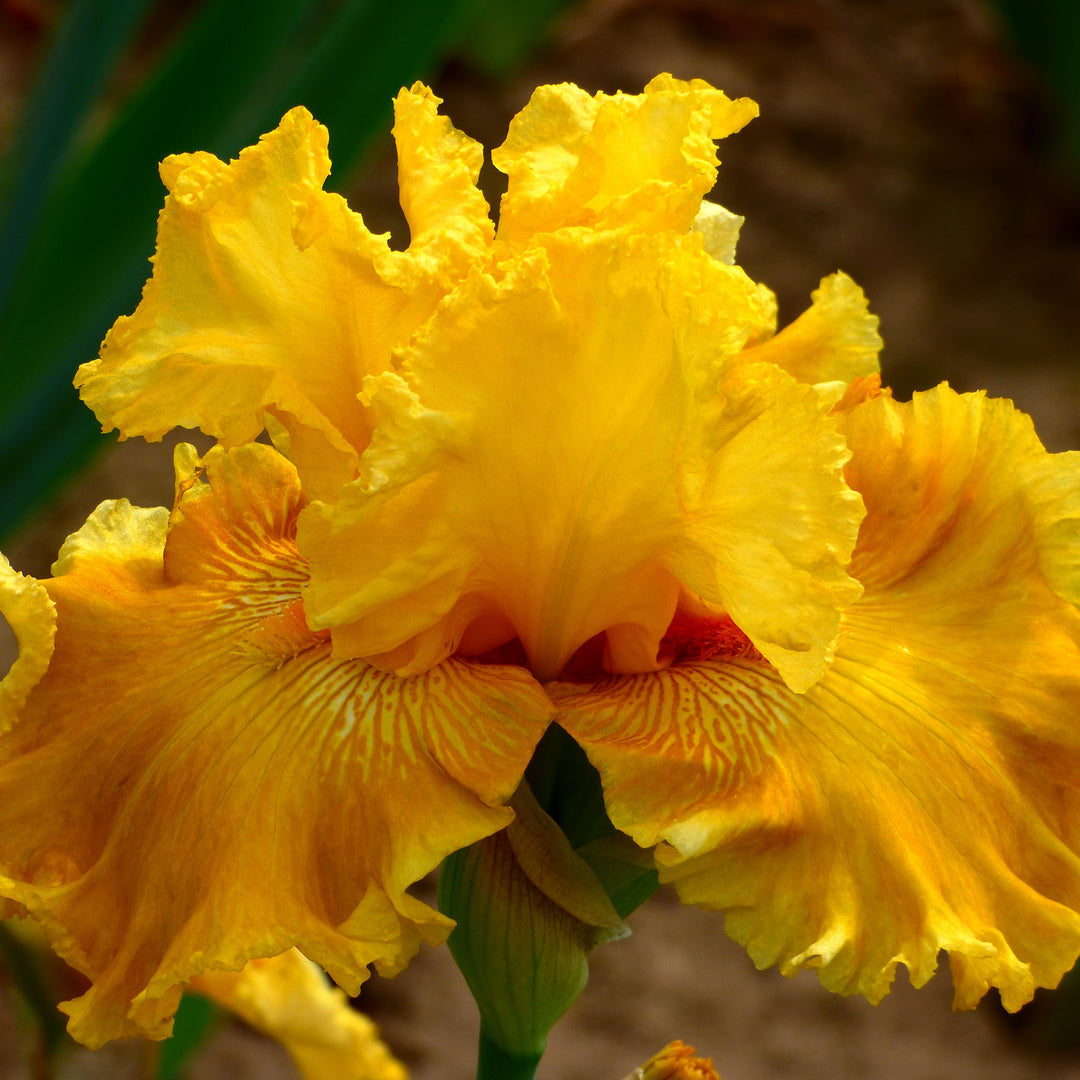 Iris germanica 'Oregon Firestorm' ~ Oregon Firestorm Bearded Iris-ServeScape