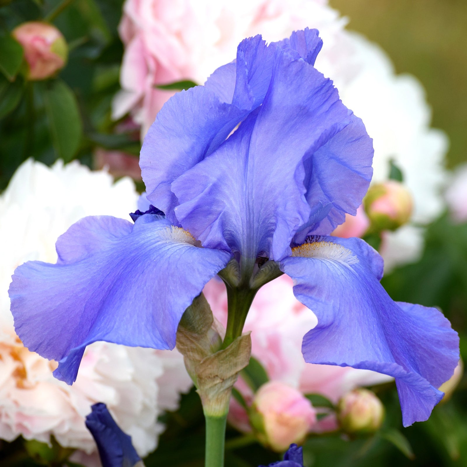 Iris germanica 'Sugar Blues' ~ Sugar Blues Bearded Iris-ServeScape