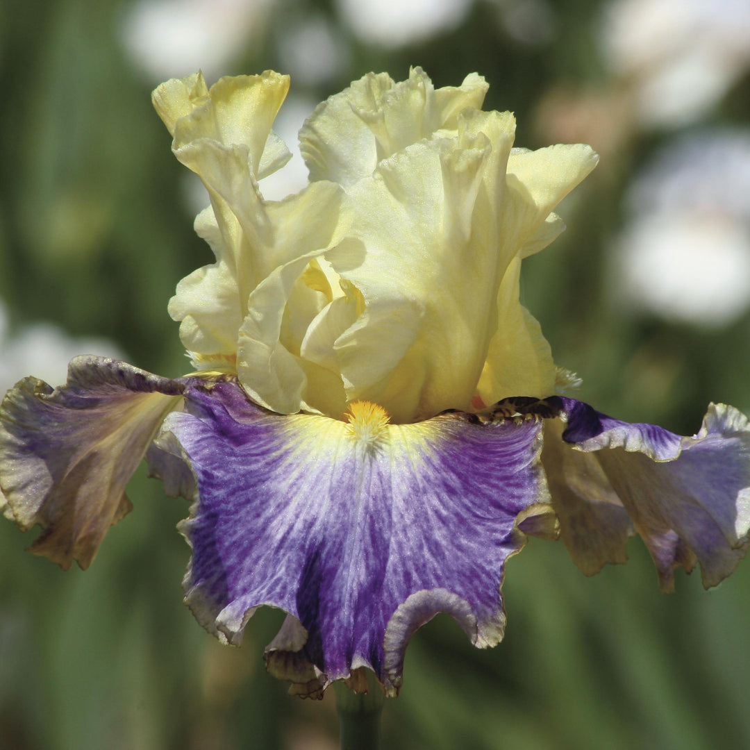 Iris germanica 'Sunny Glitter' ~ Sunny Glitter Bearded Iris-ServeScape