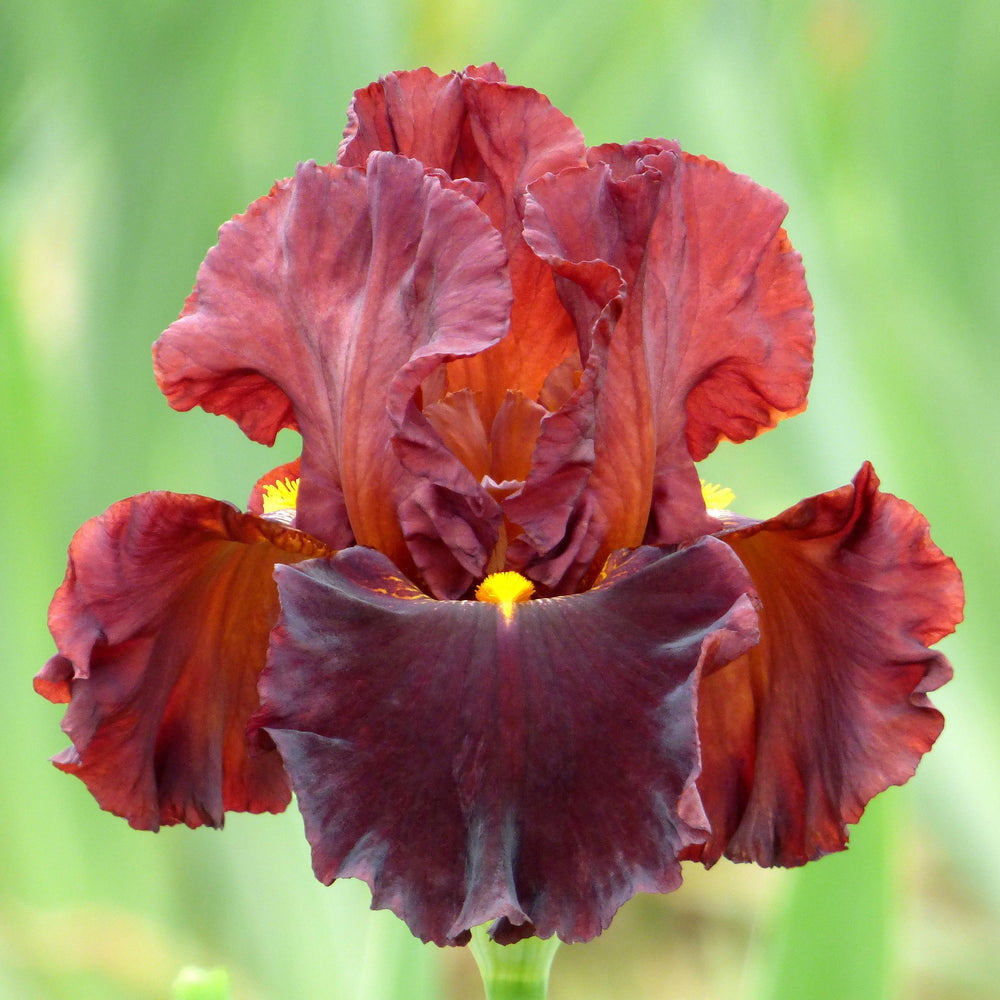 Iris germanica 'Valentino' ~ Valentino Bearded Iris-ServeScape