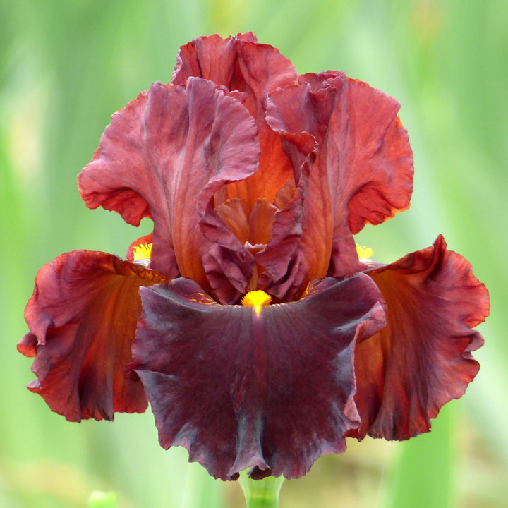 Iris germanica 'Valentino' ~ Valentino Bearded Iris-ServeScape