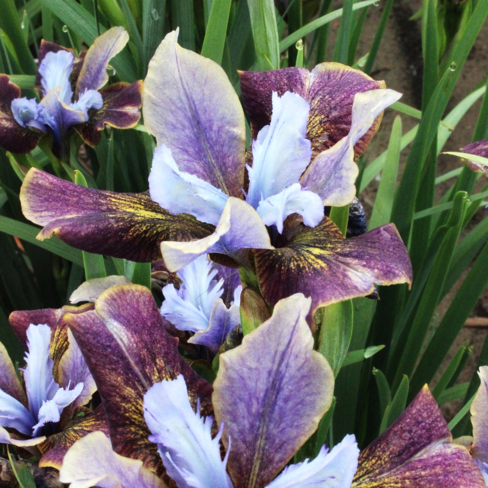 Iris sibirica 'Black Joker' ~ Monrovia® Peacock™ Black Joker Siberian Iris-ServeScape