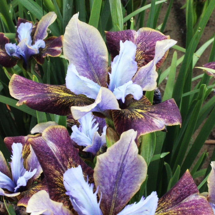 Iris sibirica 'Black Joker' ~ Monrovia® Peacock™ Black Joker Siberian Iris-ServeScape