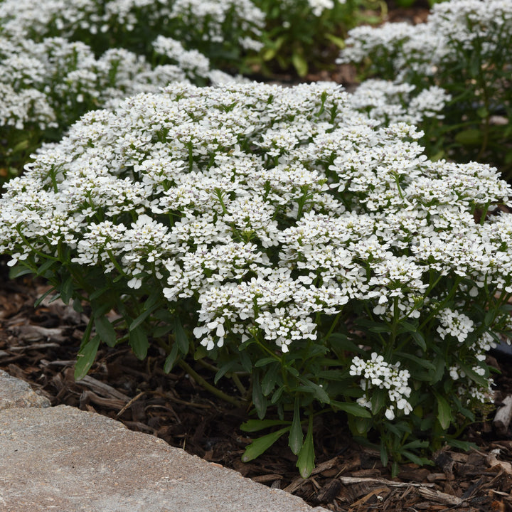 Iberis sempervirens 'Summer Snowdrift' ~ Summer Snowdrift Candytuft-ServeScape