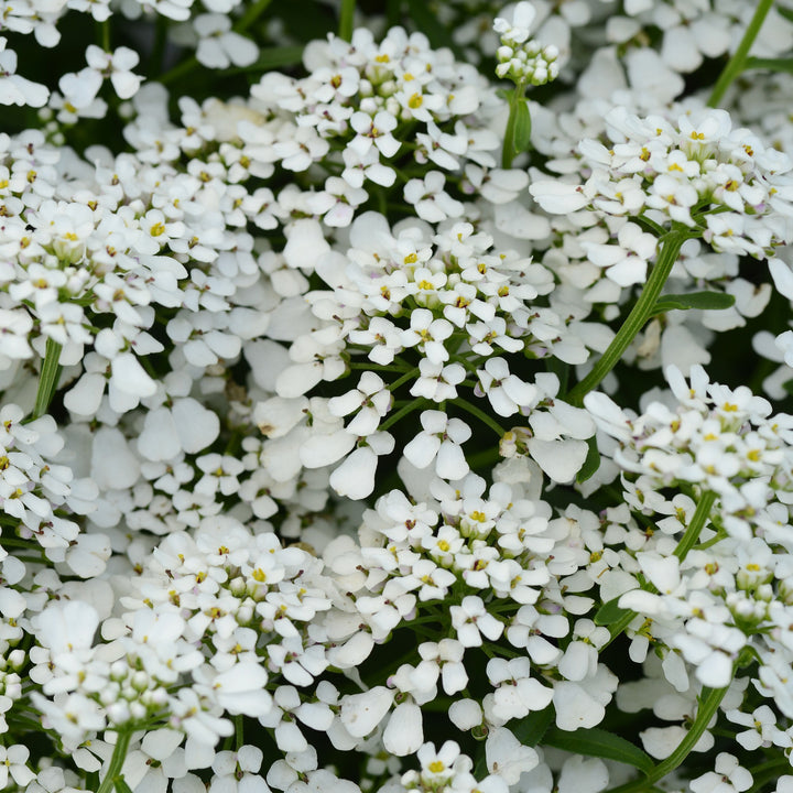Iberis sempervirens 'Summer Snowdrift' ~ Summer Snowdrift Candytuft-ServeScape