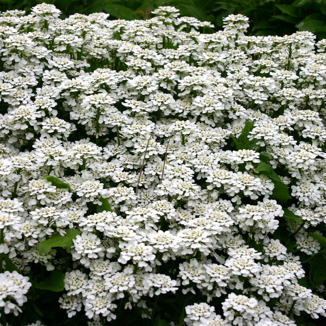 Iberis Sempervirens 'Purity' ~ Purity Candytuft-ServeScape