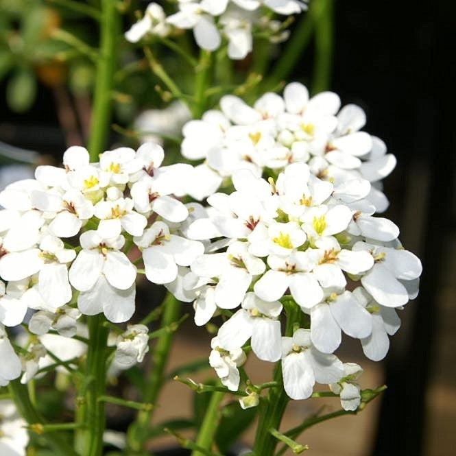 Iberis Sempervirens 'Purity' ~ Purity Candytuft-ServeScape