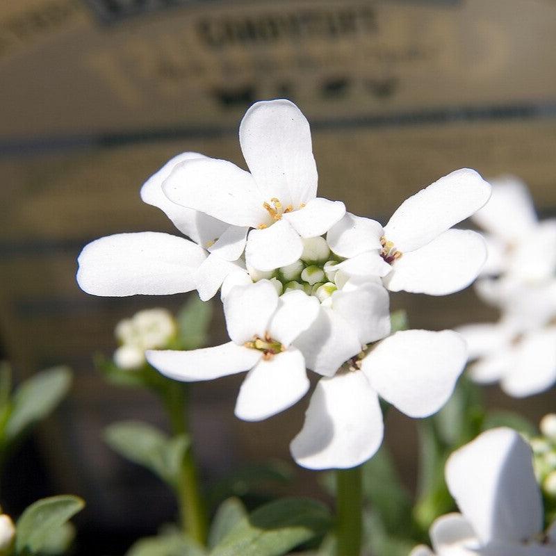 Iberis Sempervirens 'Purity' ~ Purity Candytuft-ServeScape