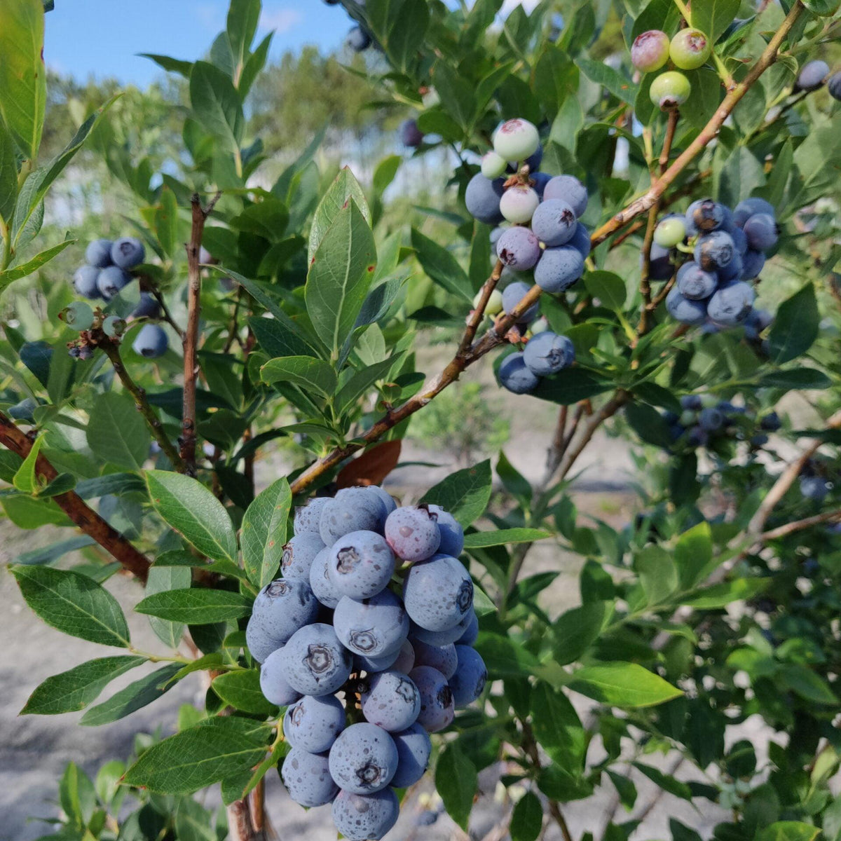 Vaccinium corymbosum 'Reveille' ~ Reveille Highbush Blueberry-ServeScape
