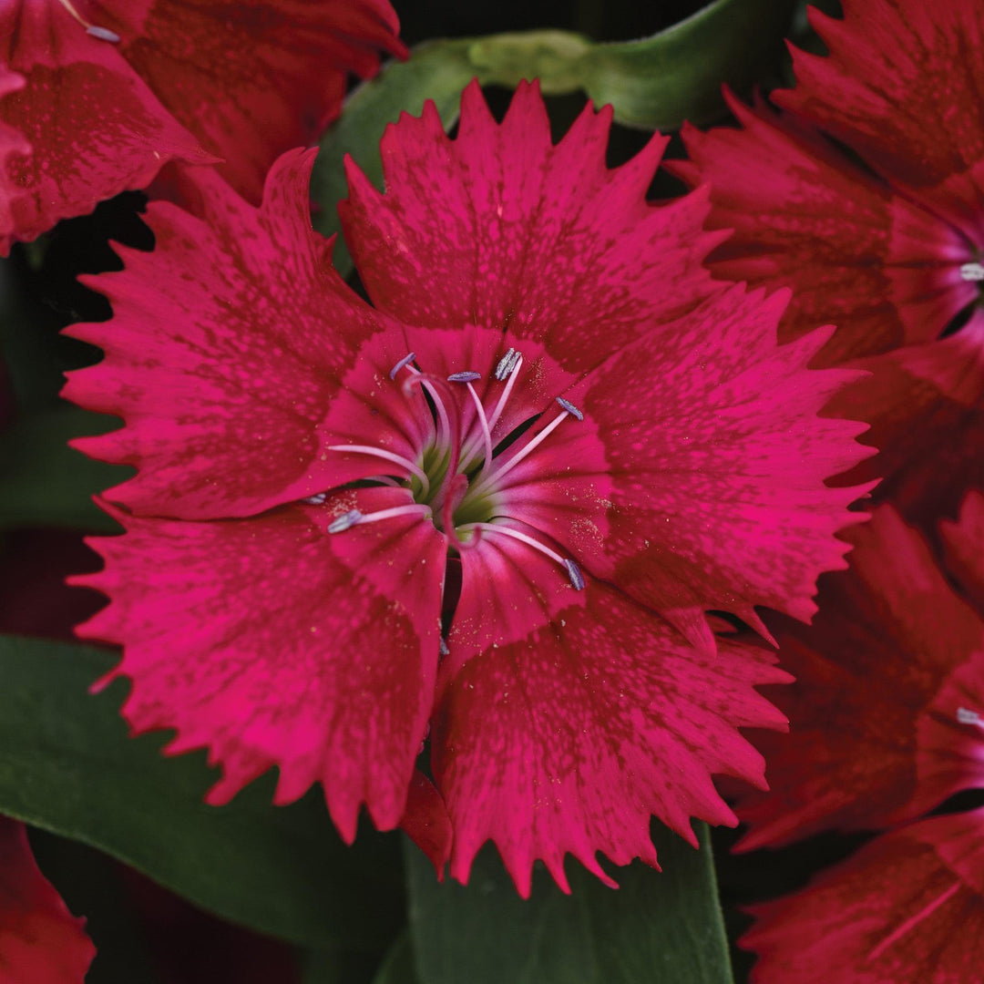 Dianthus 'PAS96811' ~ Ideal Select™ Red Dianthus-ServeScape