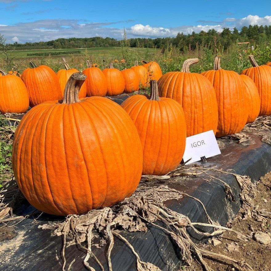 Cucurbita pepo 'Igor' ~ Igor Pumpkin-ServeScape