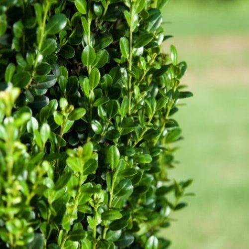 Ilex crenata 'PIIIC-I' PP29,578 ~ First Editions® Straight and Narrow® Japanese Holly-ServeScape