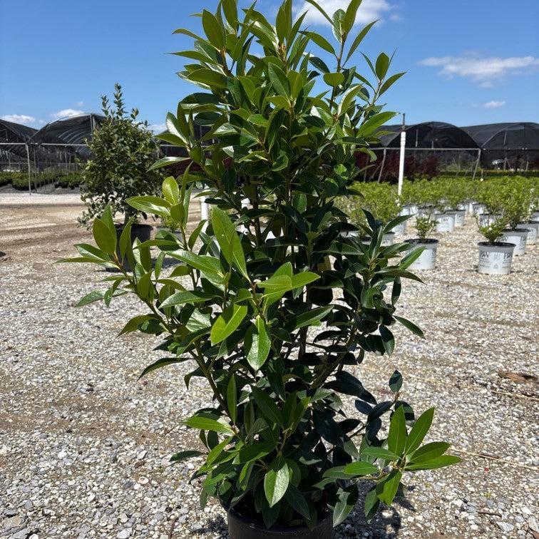 Ilex integra × latifolia ‘Screen Play’ PP27524 ~ Screen Play Holly-ServeScape