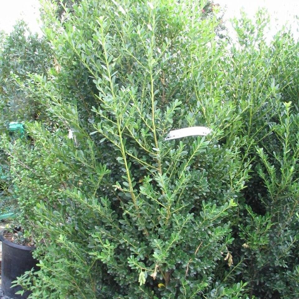 Ilex crenata 'Excelsa Schwoebel' ~ Excelsa Schwoebel Japanese Holly-ServeScape