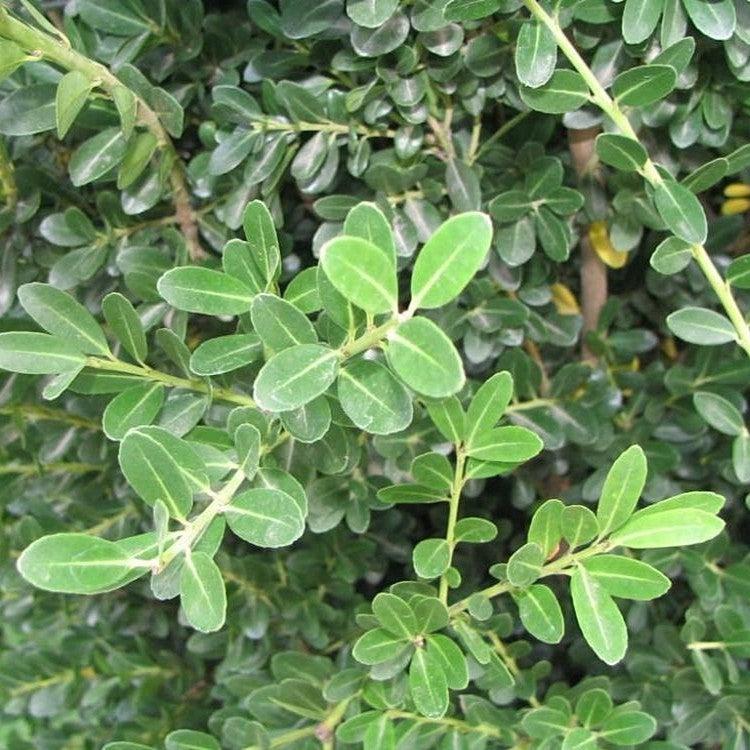 Ilex crenata 'Excelsa Schwoebel' ~ Excelsa Schwoebel Japanese Holly-ServeScape
