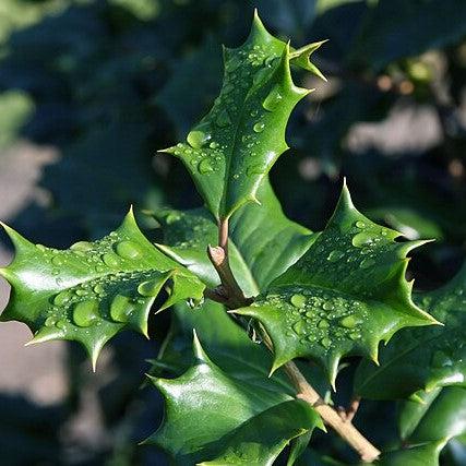 Ilex opaca 'Dan Fenton' ~ Dan Fenton American Holly-ServeScape