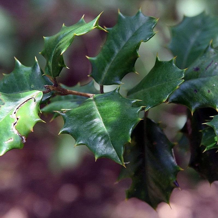 Ilex opaca 'Dan Fenton' ~ Dan Fenton American Holly-ServeScape