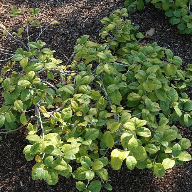 Ilex opaca 'Maryland Dwarf' ~ Maryland Dwarf Holly-ServeScape