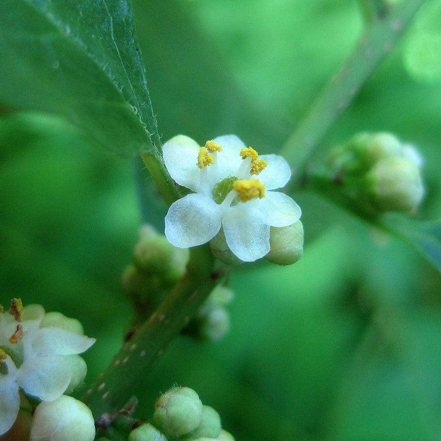 Ilex verticillata 'Jim Dandy' ~ Jim Dandy Winterberrry-ServeScape