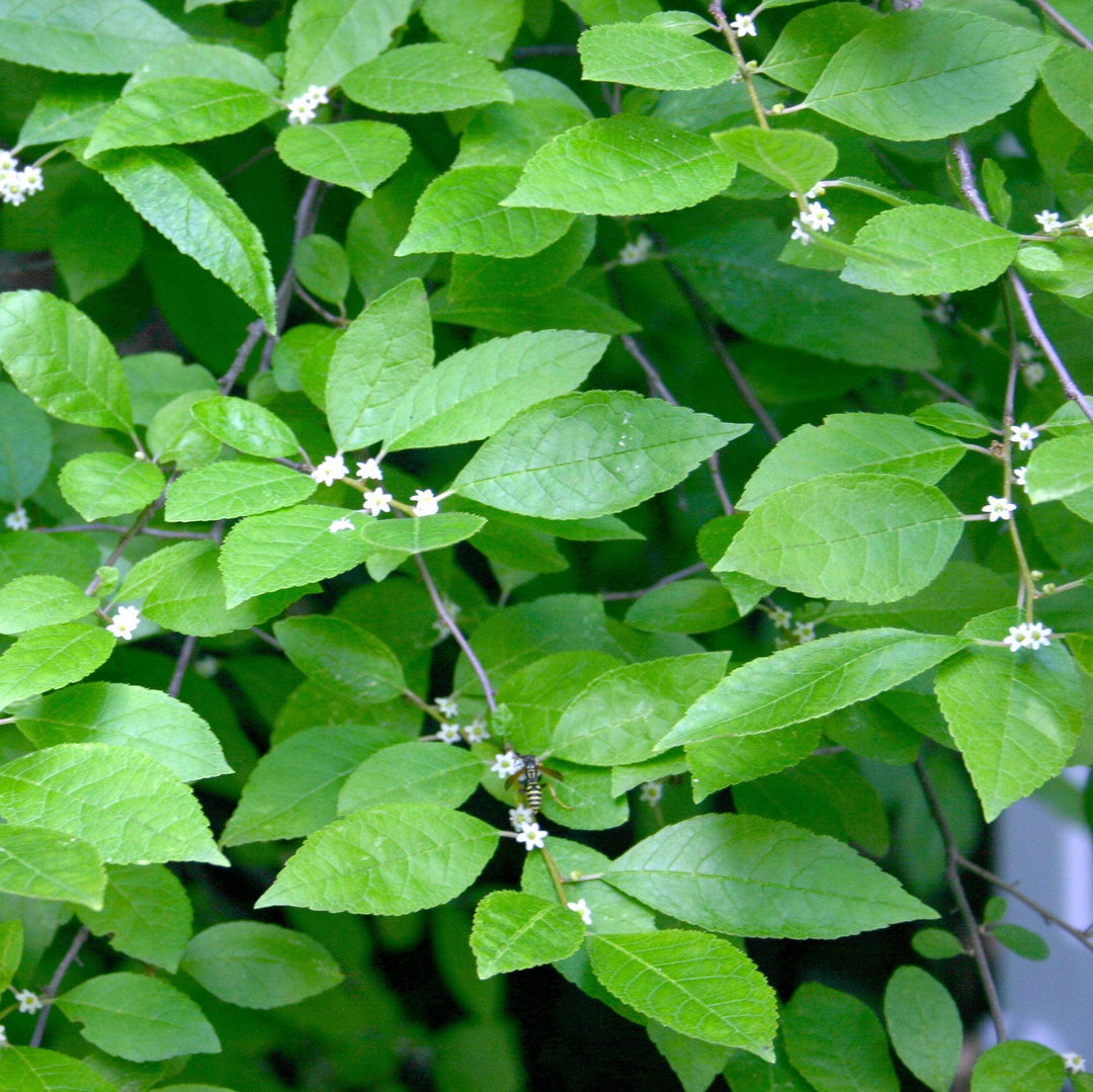 Ilex verticillata 'Jim Dandy' ~ Jim Dandy Winterberrry-ServeScape