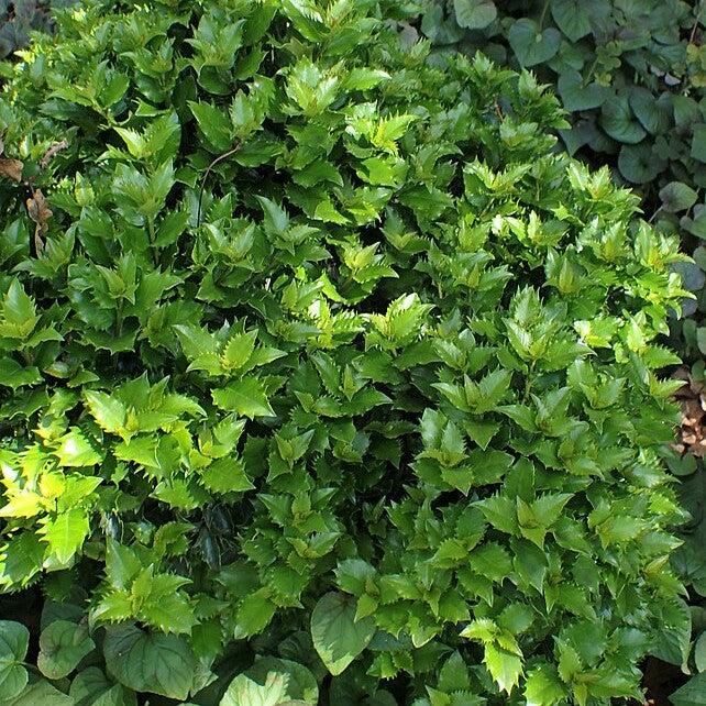 Ilex x meserveae 'Mondo' ~ Little Rascal® Holly-ServeScape