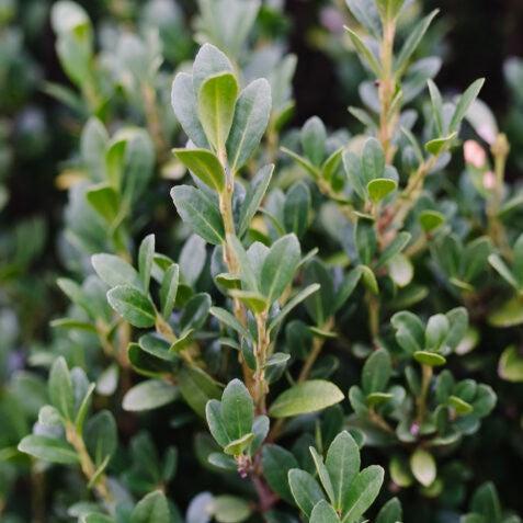 Ilex crenata 'MAD-IC-I' PP32,035 ~ Chubby Hubby™ Japanese Holly-ServeScape