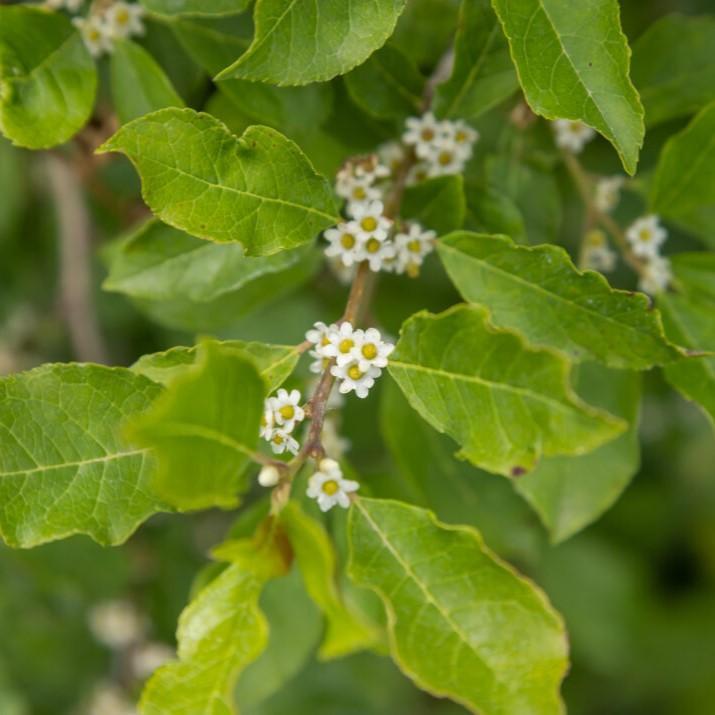 Ilex verticillata 'Bailfire' ~ First Editions® Wildfire™ Winterberry-ServeScape