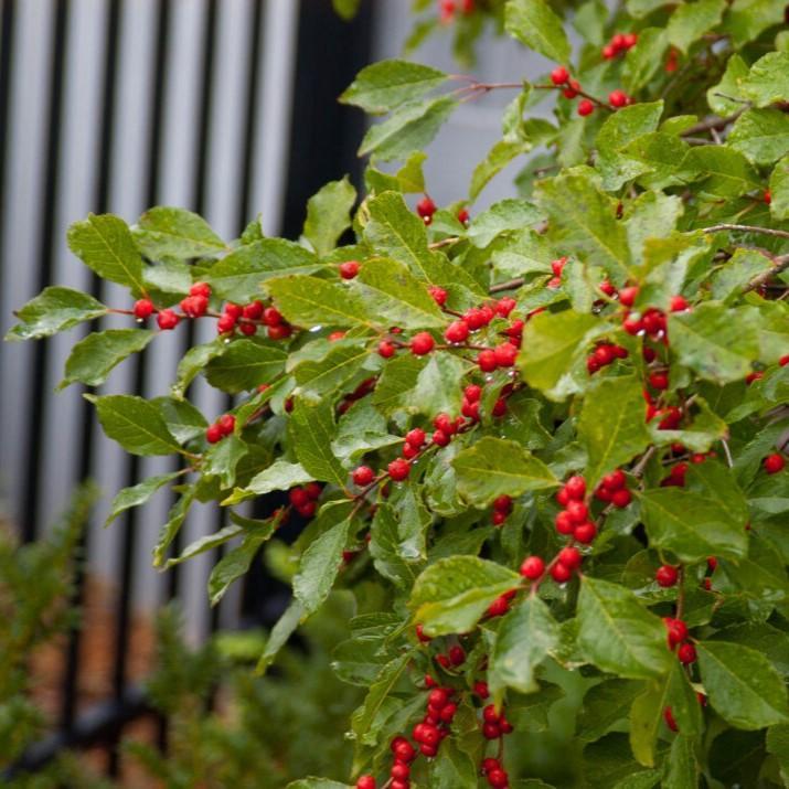 Ilex verticillata 'Bailfire' ~ First Editions® Wildfire™ Winterberry-ServeScape