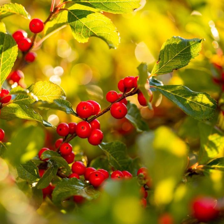 Ilex verticillata 'Bailfire' ~ First Editions® Wildfire™ Winterberry-ServeScape