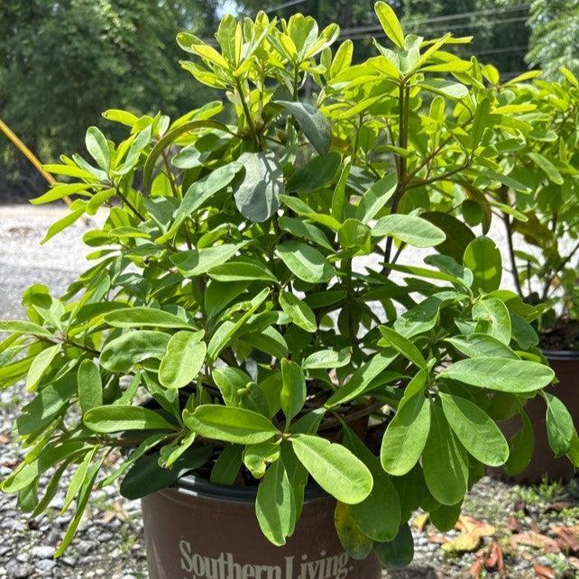Illicium floridanum ‘JCJC’ ~ Miss Scarlett® Anise-ServeScape