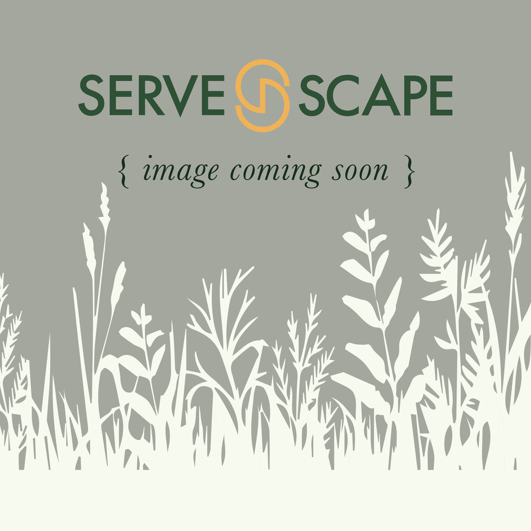 Ilex latifolia ‘Auburn’ ~ Auburn Holly-ServeScape