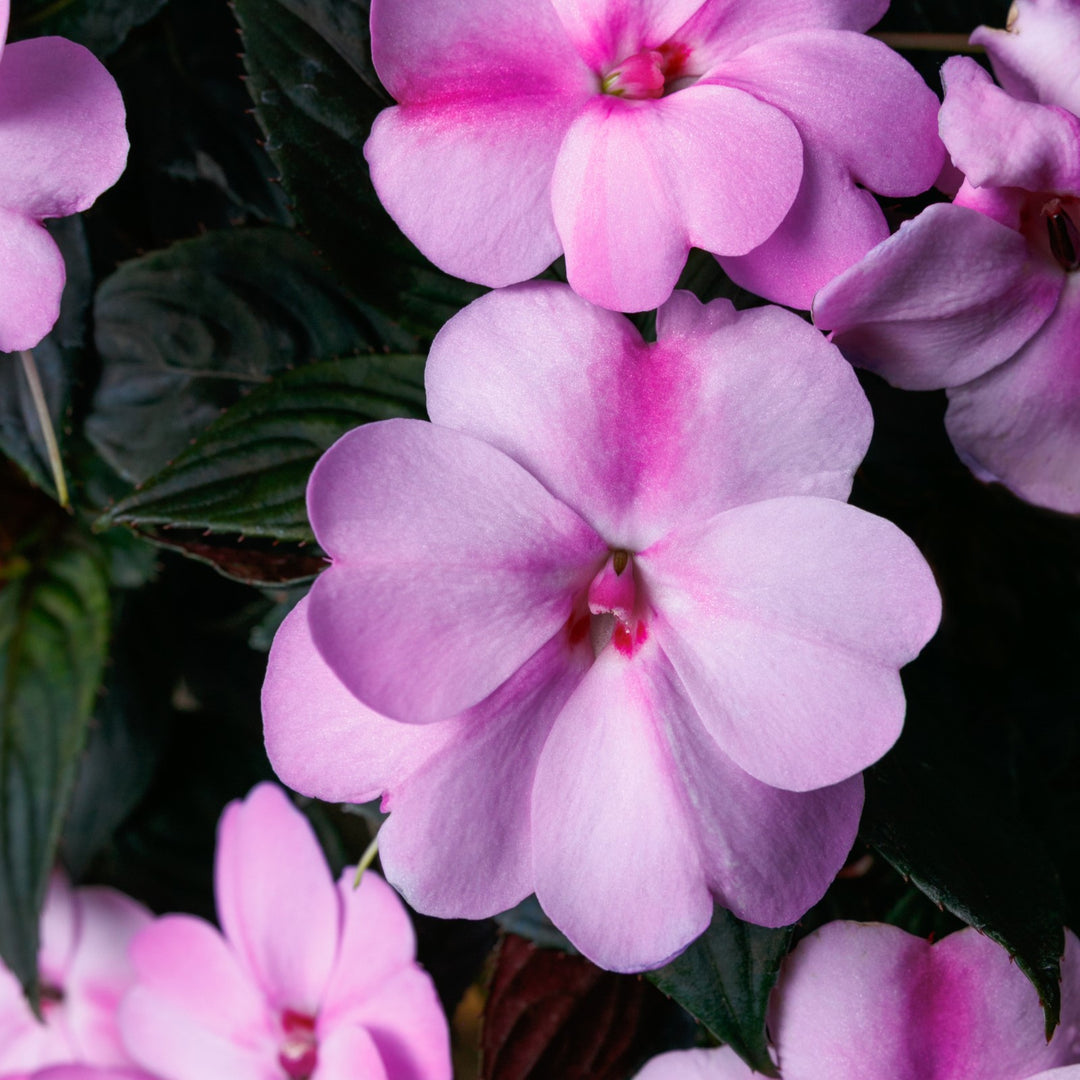 Impatiens x hybrida 'SAKIMP069' ~ SunPatiens® Compact Lavender Splash Impatiens-ServeScape