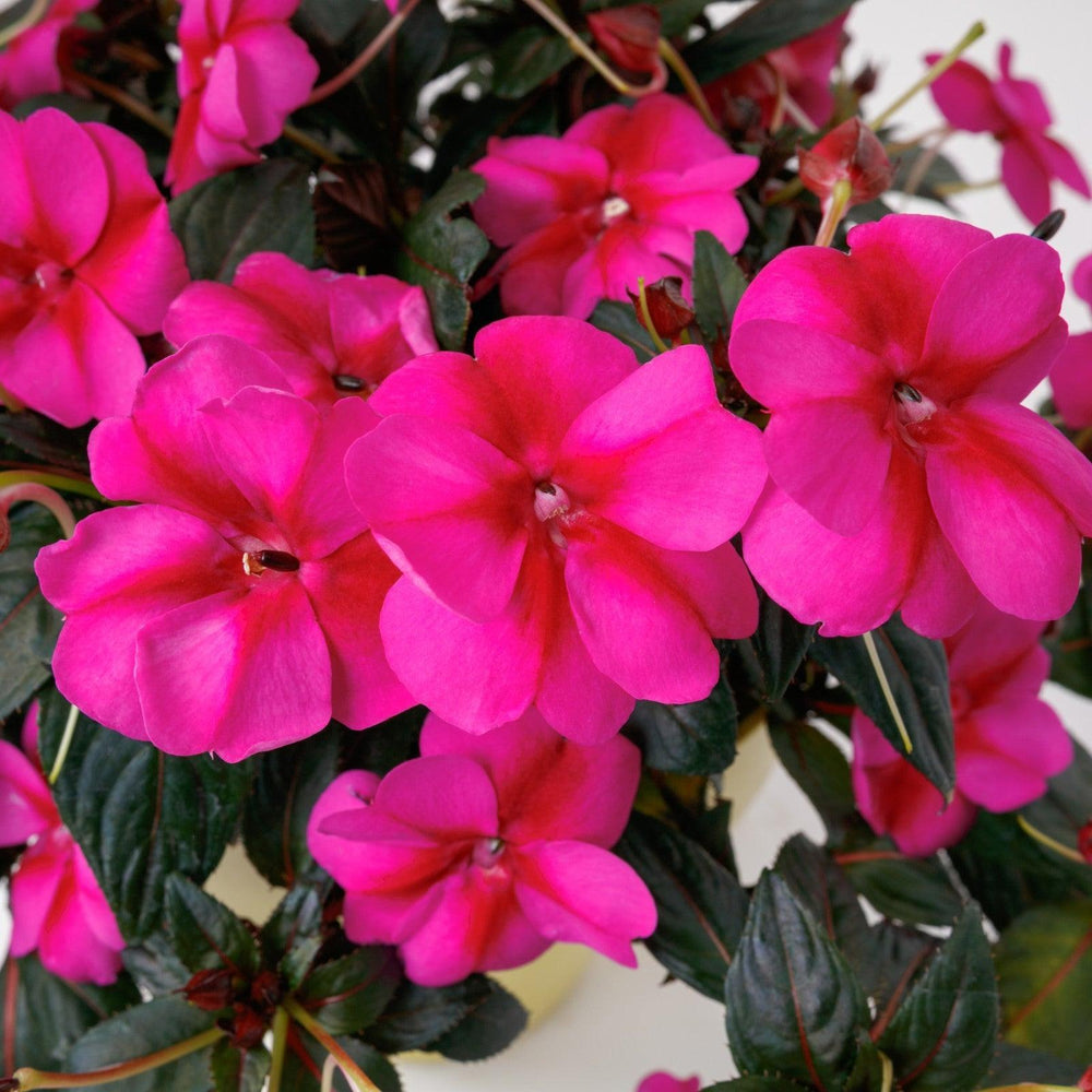 Impatiens x hybrida 'SAKIMP077' ~ SunPatiens® Compact Purple Candy Impatiens-ServeScape