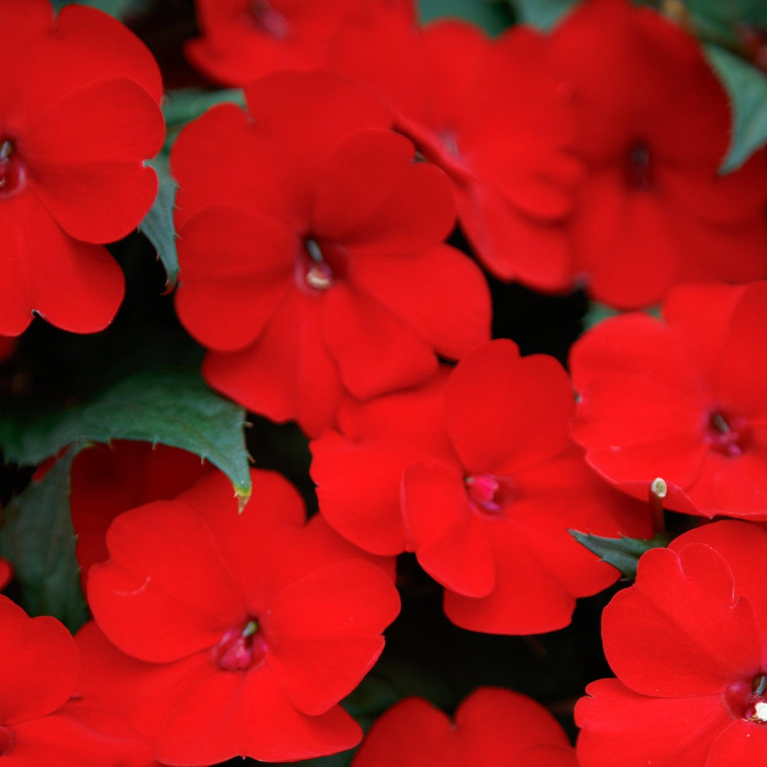 Impatiens x hybrida 'SAKIMP060' ~ SunPatiens® Compact Deep Red Impatiens-ServeScape