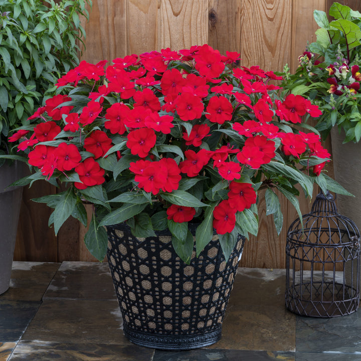 Impatiens x hybrida 'SAKIMP060' ~ SunPatiens® Compact Deep Red Impatiens-ServeScape