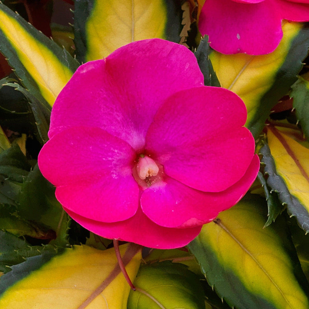 Impatiens x hybrida 'SAKIMP037' ~ SunPatiens® Compact Tropical Rose Impatiens-ServeScape