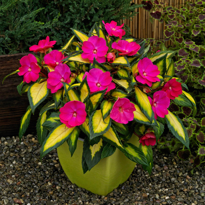 Impatiens x hybrida 'SAKIMP037' ~ SunPatiens® Compact Tropical Rose Impatiens-ServeScape