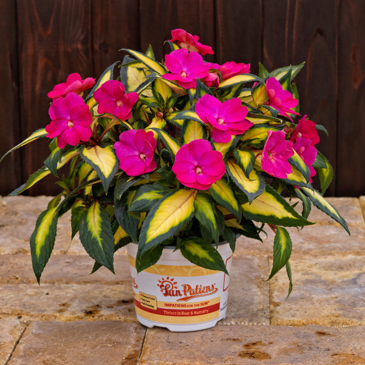 Impatiens x hybrida 'SAKIMP037' ~ SunPatiens® Compact Tropical Rose Impatiens-ServeScape
