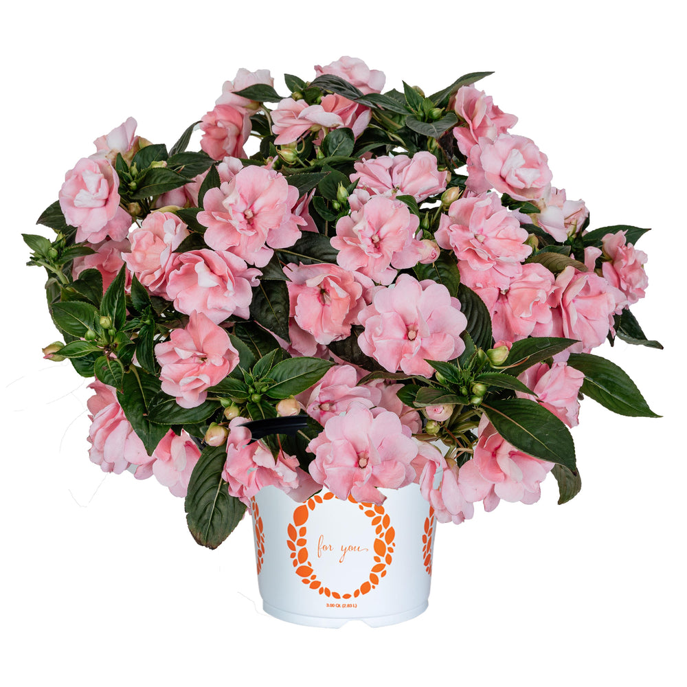 Impatiens hawkeri 'Wild Romance Pink' ~ Wild Romance Pink New Guinea Impatiens-ServeScape